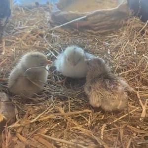 Three tiny chicks have hatched at City of Portsmouth College's Animal Care Centre